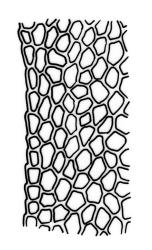 Fissidens  integerrimus, laminal cells, margin of vaginant lamina, distal region. Drawn from J.E. Beever 66-51, AK 200555.
 Image: R.C. Wagstaff © Landcare Research 2014 